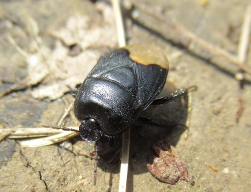 Black burrowing bug, 38835 Bühne, Deutschland, photo 10 of 10