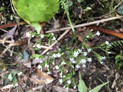 Valeriana hsui