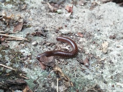 Trigoniulus corallinus