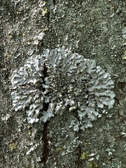 Phaeophyscia orbicularis