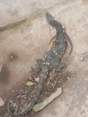 Varanus dalubhasa