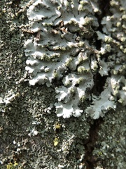 Phaeophyscia orbicularis