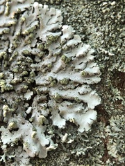 Phaeophyscia orbicularis