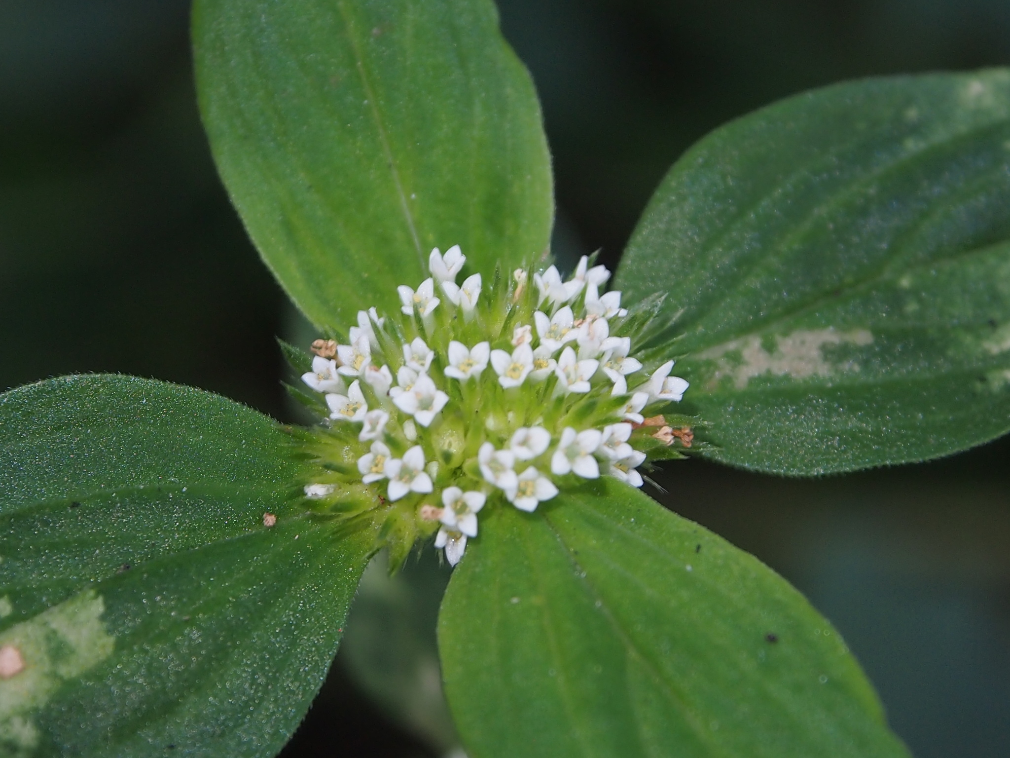 Mitracarpus hirtus