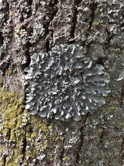 Punctelia borreri