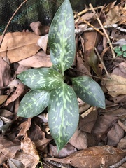 Goodyera daibuzanensis