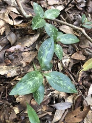 Goodyera daibuzanensis