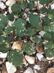 Boerhavia