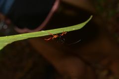 Erbessus rufiventris