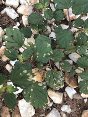 Boerhavia