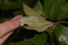 Heritiera polyandra