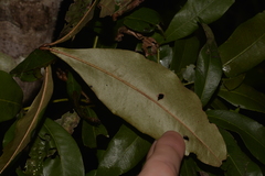 Heritiera polyandra