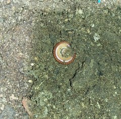 Trigoniulus corallinus