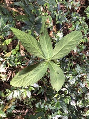 Gomphostemma chinense