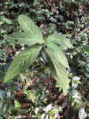 Gomphostemma chinense