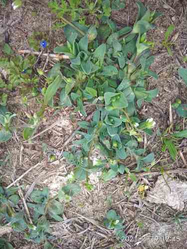 Holosteum umbellatum iNat (3)