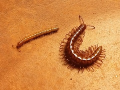 Strongylosoma