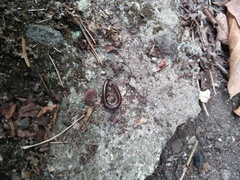 Trigoniulus corallinus