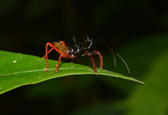 Erbessus rufiventris