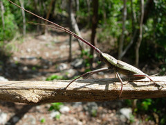 Neoptychodes trilineatus