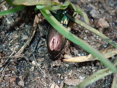 Poecilus cupreus