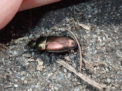 Poecilus cupreus