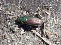 Poecilus cupreus