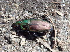 Poecilus cupreus
