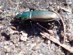 Poecilus cupreus