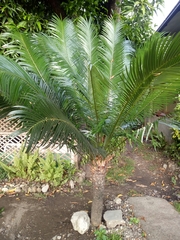 Cycas riuminiana