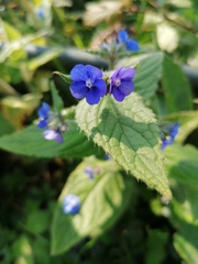 Pentaglottis sempervirens