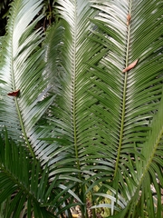 Cycas riuminiana