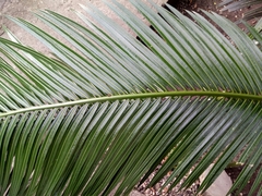 Cycas riuminiana