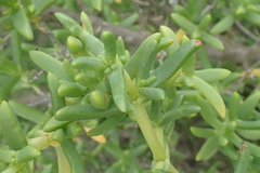 Stoeberia utilis