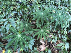 Paris polyphylla stenophylla