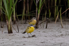 Motacilla flava iberiae