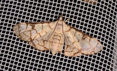 Aphytoceros lucusalis