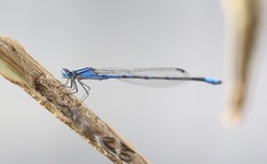 Enallagma praevarum