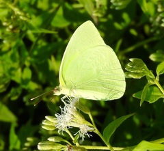 Aphrissa statira statira