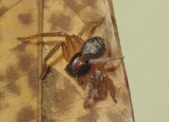 Sinothomisus hainanus