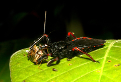 Apiomerus geniculatus