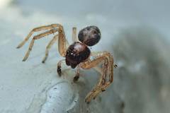 Sinothomisus hainanus