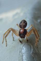 Sinothomisus hainanus