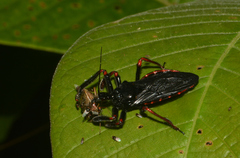 Apiomerus geniculatus