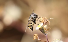 Copestylum fornax