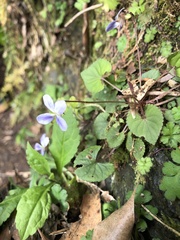 Viola shinchikuensis