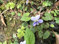 Viola shinchikuensis