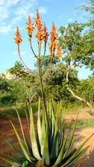 Aloe pienaarii