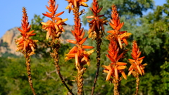 Aloe pienaarii