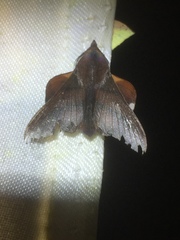 Pseudophyllodes nigrostrigata